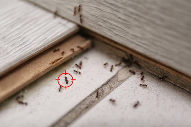 Best Pest Control Near Me in Armona, CA