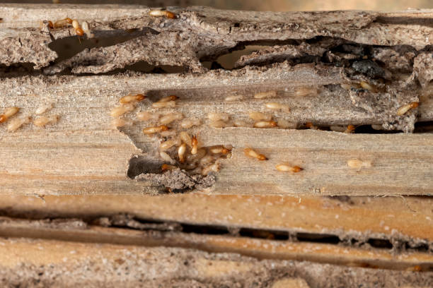 Pest Control for Restaurants in Armona, CA